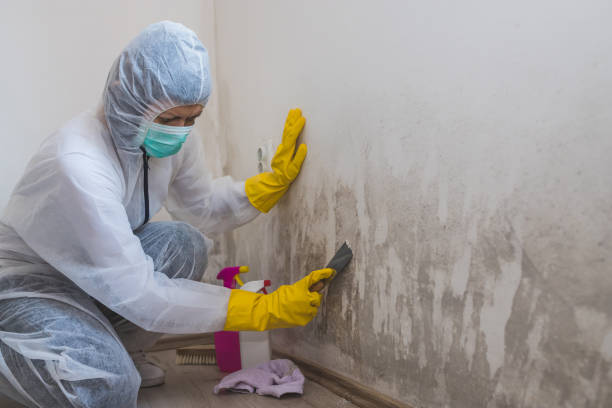 Best Same-Day Mold Removal  in Canterwood, WA