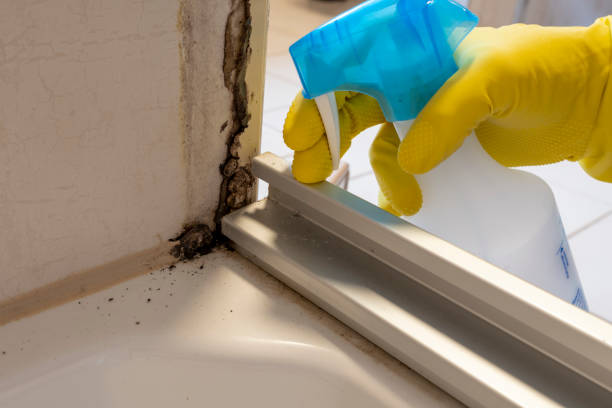 Best Black Mold Removal  in Canterwood, WA