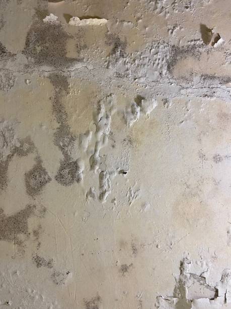 Mold Testing and Removal in Canterwood, WA