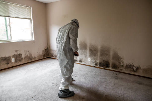 Mold Testing and Removal in Canterwood, WA