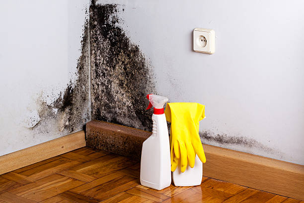 Reliable Canterwood, WA Mold Removal Solutions
