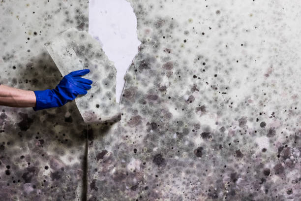 Best Mold Removal Specialists  in Canterwood, WA