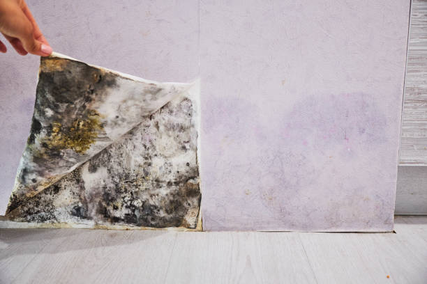 Best Mold Cleaning Services  in Canterwood, WA